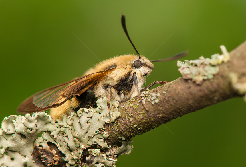 赫马里斯特蒂厄斯蜜蜂寿命荒野翅膀昆虫狮身宏观野生动物飞行色素图片