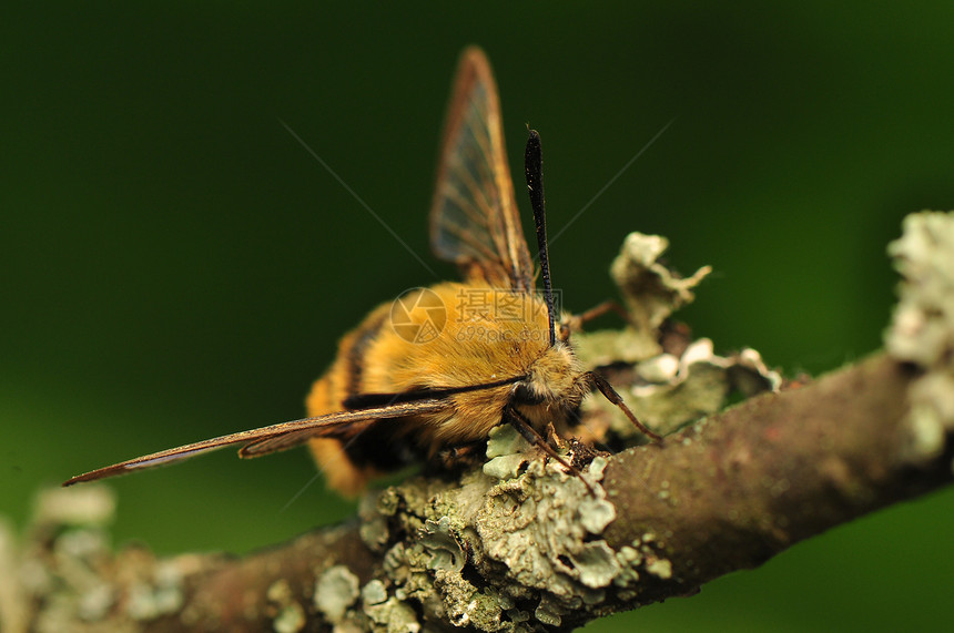 赫马里斯特蒂厄斯荒野昆虫头发寿命翅膀人面宏观眼睛飞行动物图片
