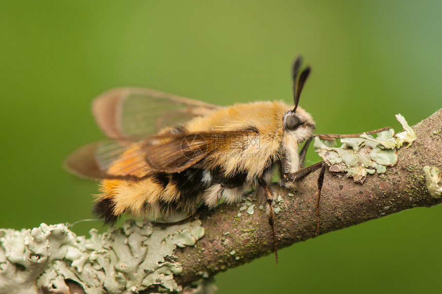 赫马里斯特蒂厄斯翅膀鞘翅目头发宏观蜜蜂狮身动物动物群昆虫学飞行图片