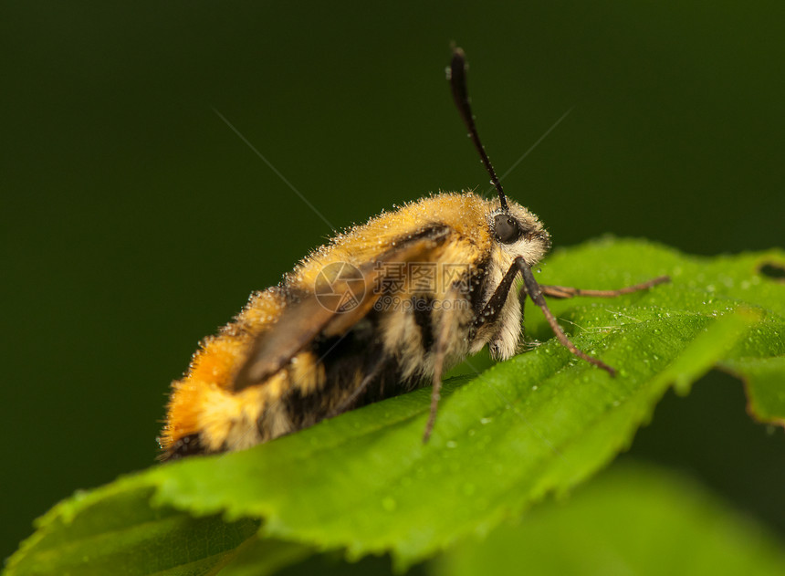 赫马里斯特蒂厄斯昆虫荒野动物群鞘翅目头发色素翅膀宏观野生动物动物图片