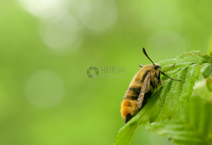 赫马里斯特蒂厄斯蜜蜂美女狮身野生动物昆虫头发飞行鳞翅目宏观鞘翅目图片