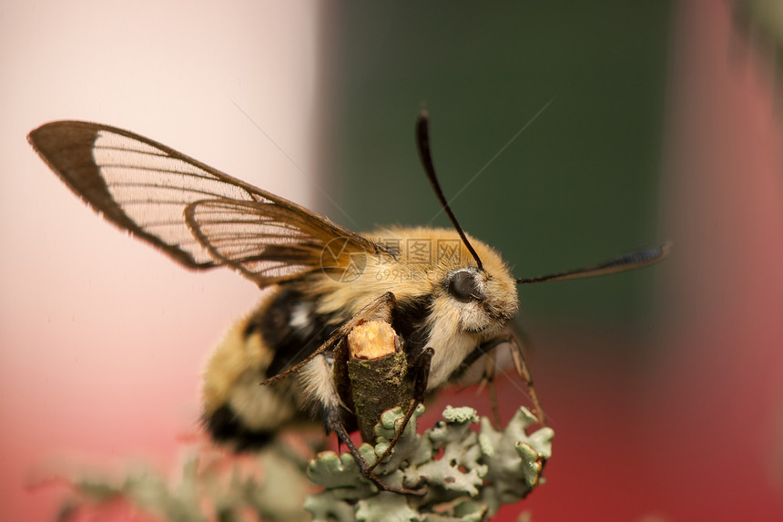 赫马里斯特蒂厄斯鳞翅目蜜蜂头发色素动物群人面荒野宏观翅膀眼睛图片