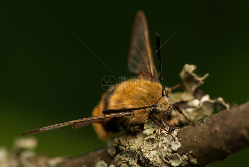 赫马里斯特蒂厄斯翅膀色素动物群鳞翅目人面鞘翅目宏观眼睛昆虫学生活图片
