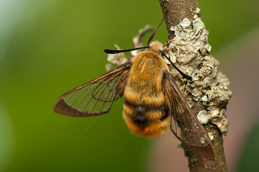 赫马里斯特蒂厄斯鳞翅目蜜蜂动物群生活眼睛人面鞘翅目昆虫宏观野生动物图片
