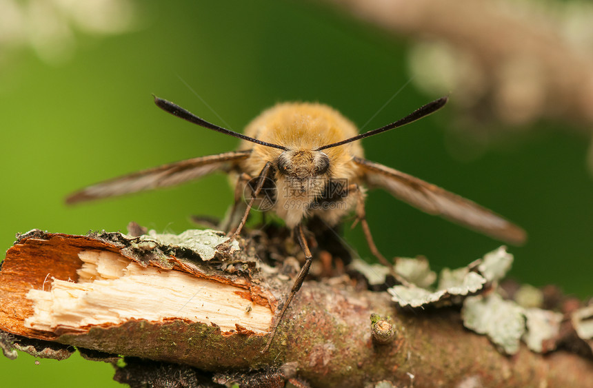 赫马里斯特蒂厄斯鳞翅目宏观眼睛蜜蜂昆虫学人面昆虫动物群头发色素图片