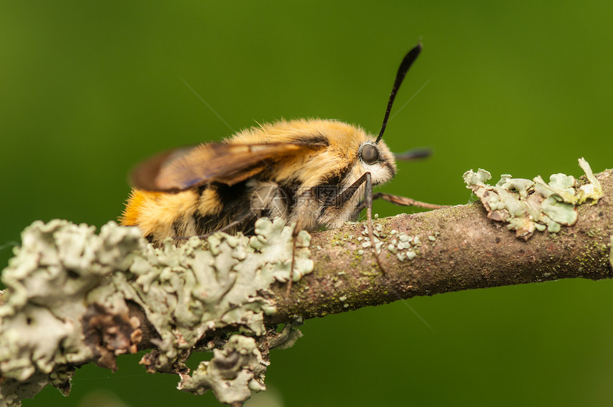 赫马里斯特蒂厄斯飞行寿命鞘翅目野生动物美女翅膀鳞翅目蜜蜂人面生活图片