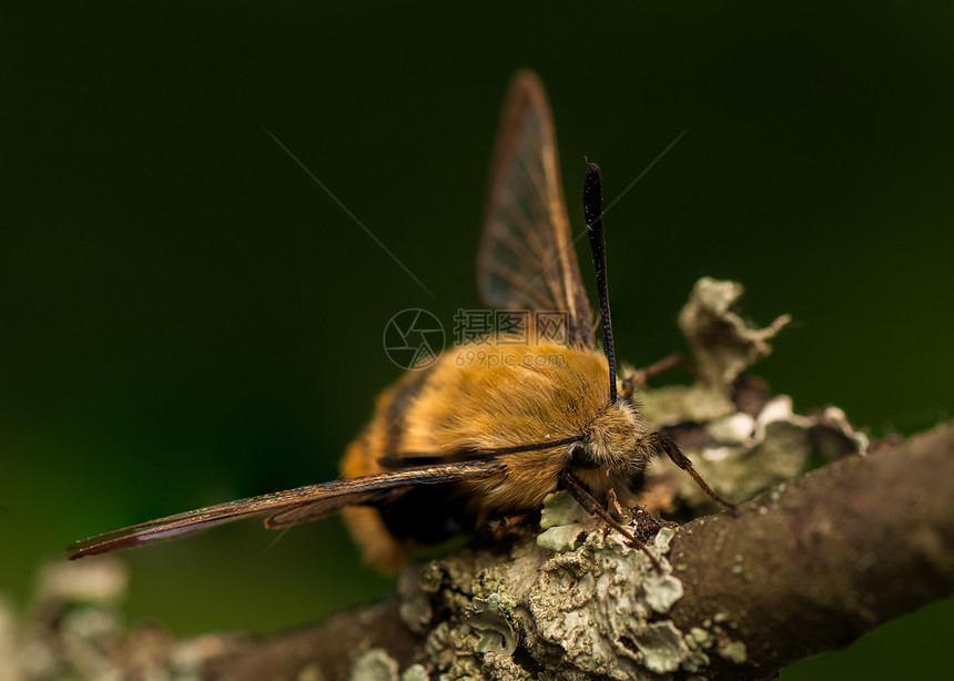 赫马里斯特蒂厄斯动物翅膀野生动物鞘翅目鳞翅目飞行生活人面色素动物群图片