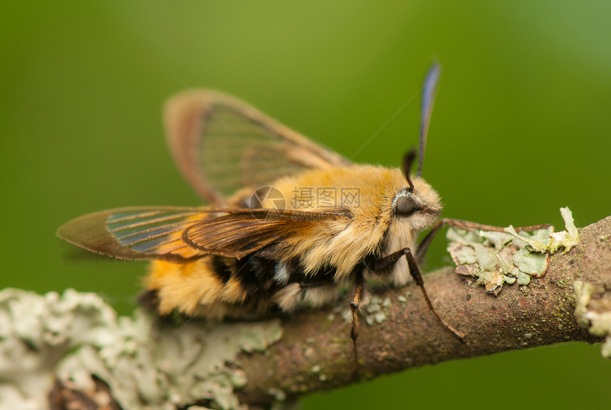 赫马里斯特蒂厄斯动物群飞行蜜蜂鳞翅目鞘翅目野生动物头发美女动物人面图片