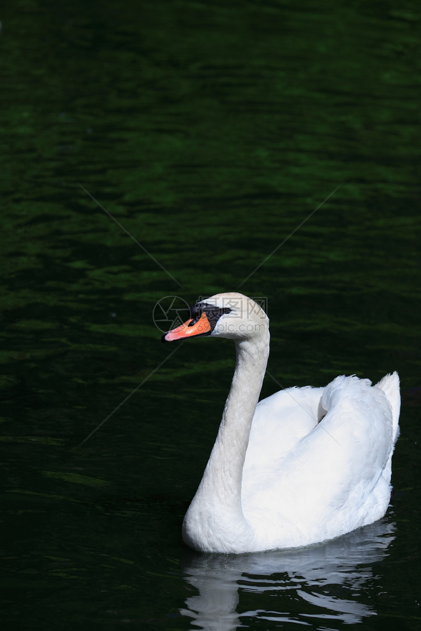 Swan On 水上天鹅环境白色生活野生动物运动翅膀动物生态压痛图片