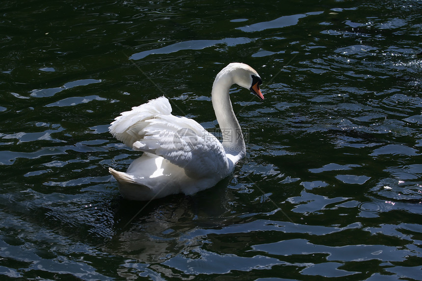 Swan On 水上天鹅生活翅膀动物运动白色野生动物生态压痛环境图片