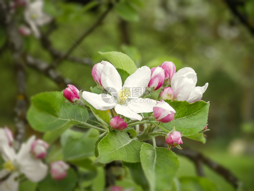苹果花水果宏观植物季节花瓣生长园艺植物学墙纸叶子图片