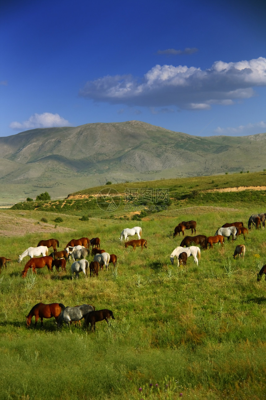 田野上吃草的马爬坡天空农场动物太阳力量棕色植物速度自由图片