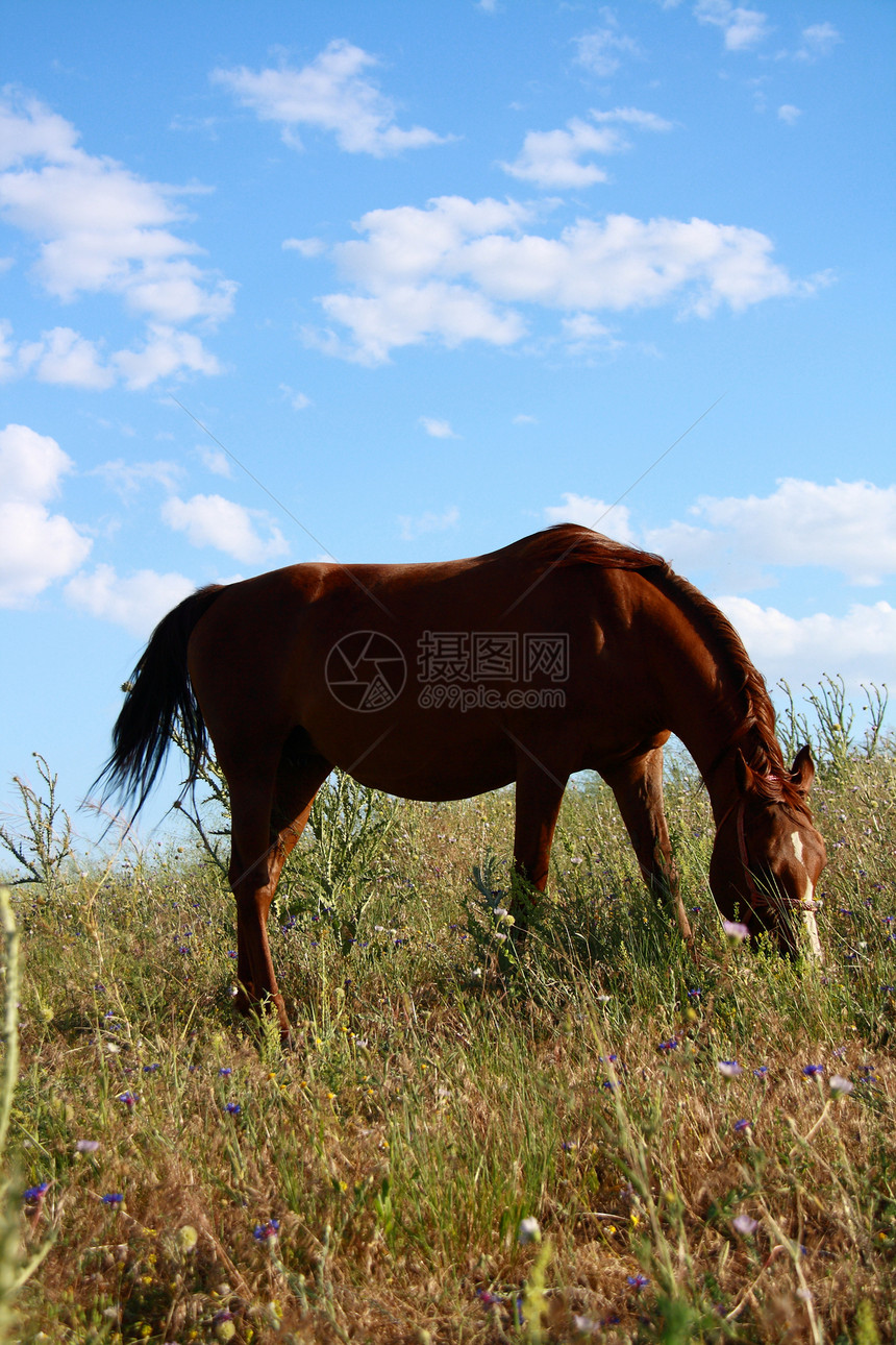 田野上吃草的马自由速度动物棕色太阳运动植物力量农场爬坡图片