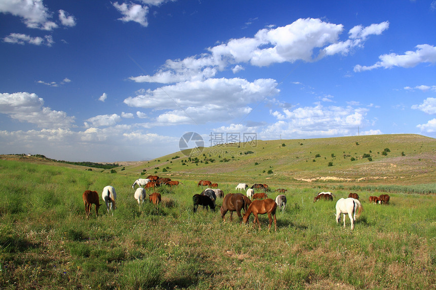 田野上吃草的马运动力量速度天空爬坡农场太阳动物自由场地图片