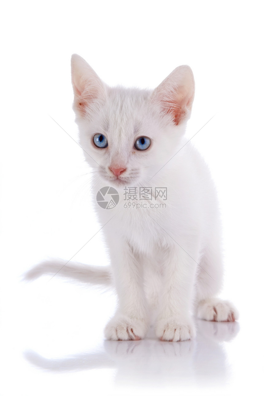蓝眼睛的白猫图片