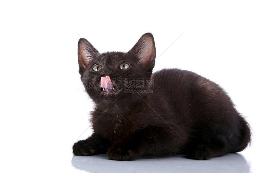黑猫在撒谎 舔嘴唇图片