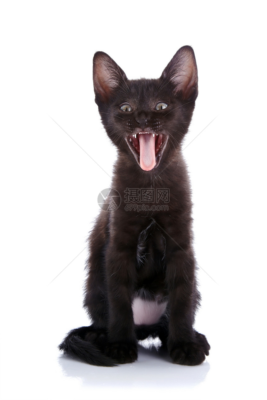 非常惊讶的黑小猫图片