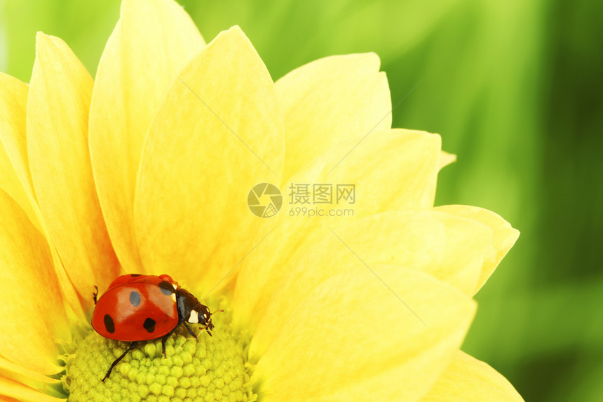 黄色花朵上的拖拉器季节花瓣园艺橙子环境宏观阳光场地植物学晴天图片