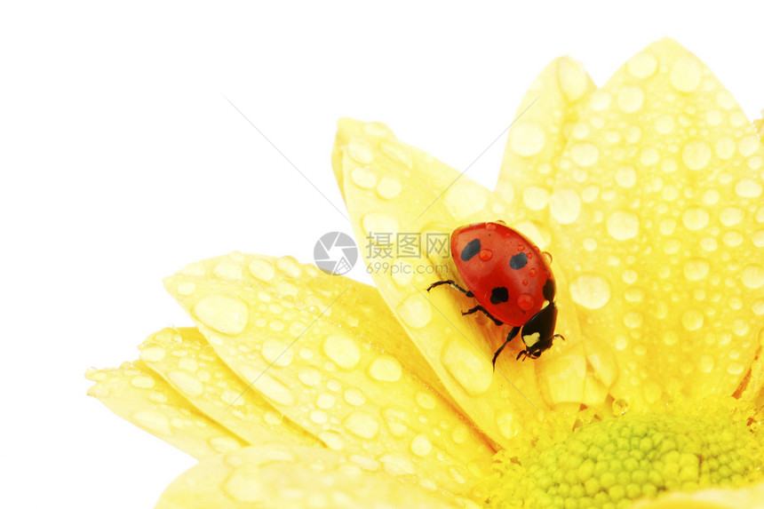 黄色花朵上的拖拉器草地生物学漏洞花粉场地昆虫晴天环境花园甲虫图片