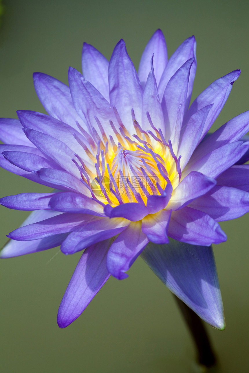 闪光蓝莲花花花绿色风景花园池塘热带叶子荷花紫色蓝色图片