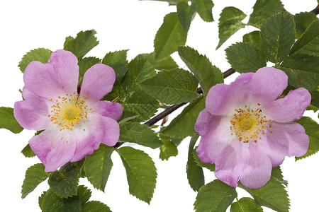 粉红玫瑰花宏观野蔷薇玫瑰植物植物群叶子野花粉色花瓣背景图片