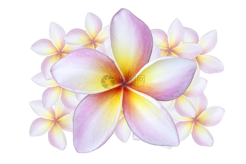 白上孤立的弗朗吉帕尼花朵热带白色异国黄色鸡蛋花宏观情调粉色香水香味图片