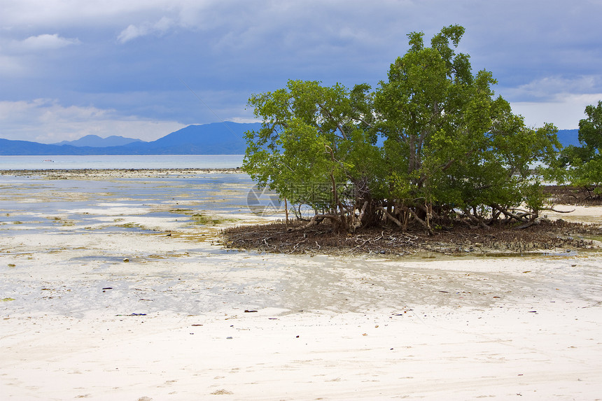 流鼻水是沙礁湖木头放松小岛旅行海藻衬套植物爬坡旅游海滩图片