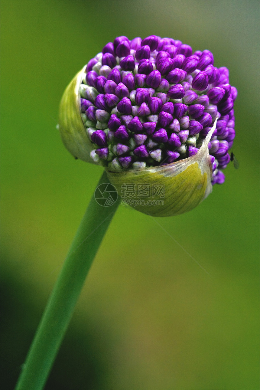 绿色背景的利比亚紫色叶子硅烷蓝色花粉花瓣雌蕊金银花交换宏观图片
