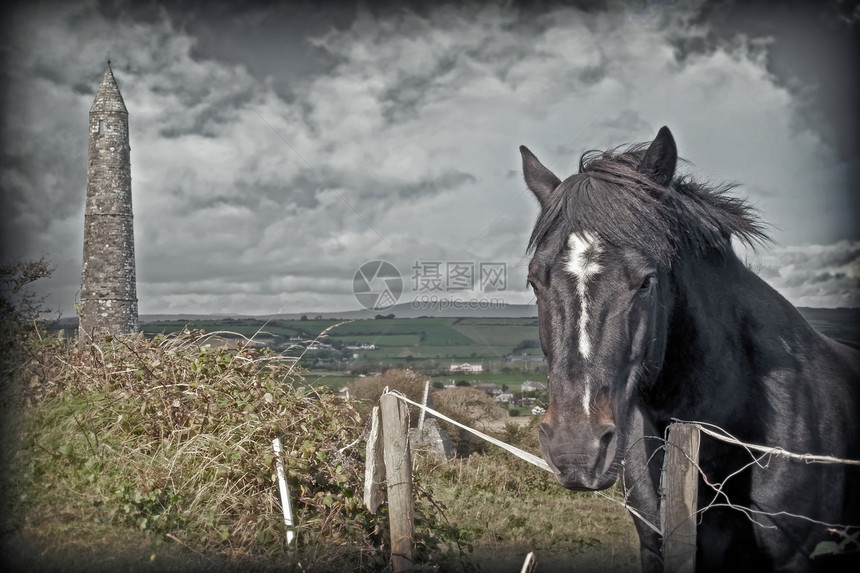 爱尔兰黑马和古老圆塔图片