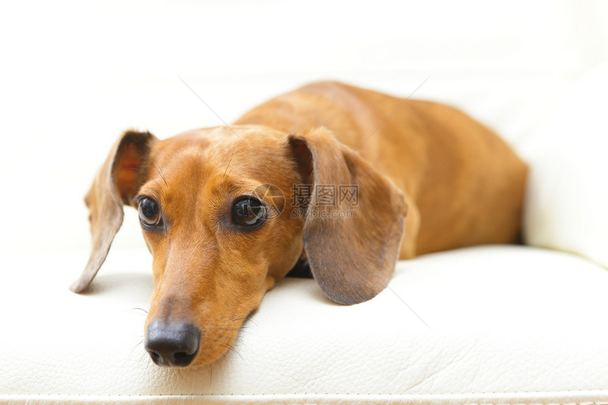 沙发上的达尚狗棕色世俗说谎香肠动物苦恼热狗头发小狗白色图片