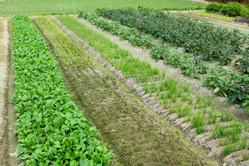 田野和草地农场收成植物食物农业土壤绿色蔬菜图片