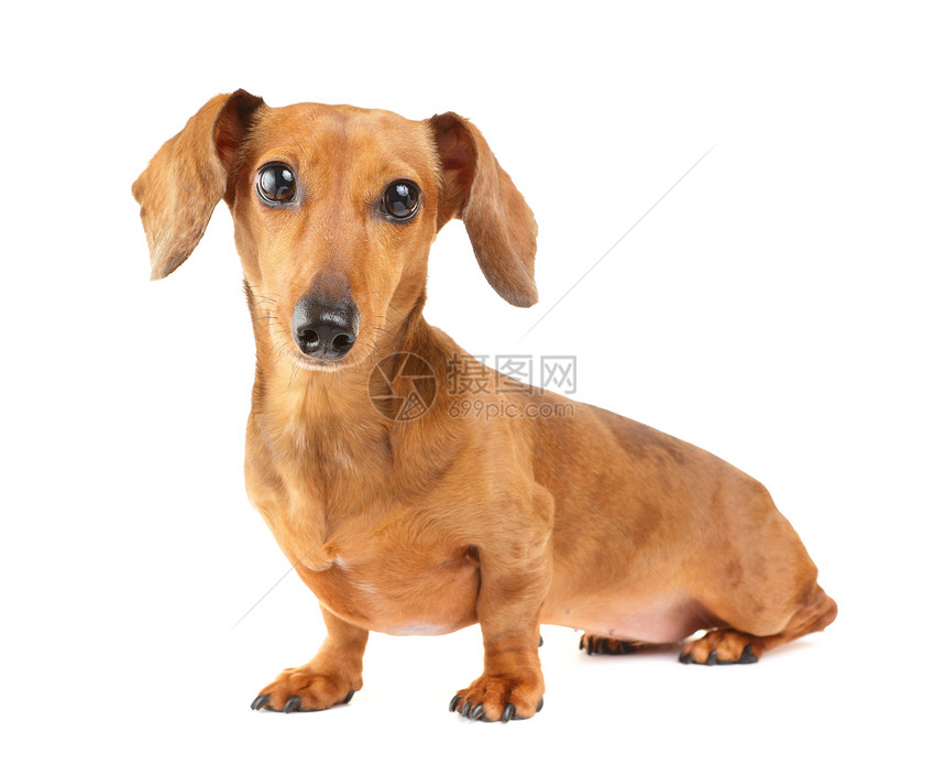 Dachshund狗画像热狗头发小狗动物世俗香肠白色棕色宠物图片