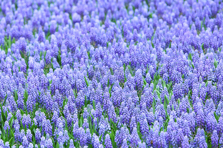 紫 musscari 基化物场风景蓝色紫色植物群植物花瓣场地图片