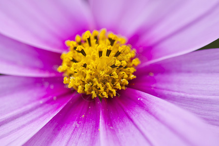 粉红雏菊粉红花瓣 花朵上的宏背景