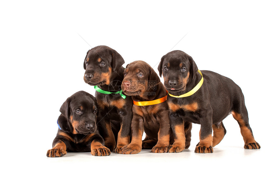多伯曼小狗群宠物家庭黑色短毛犬类友谊工作室哺乳动物警卫团体图片