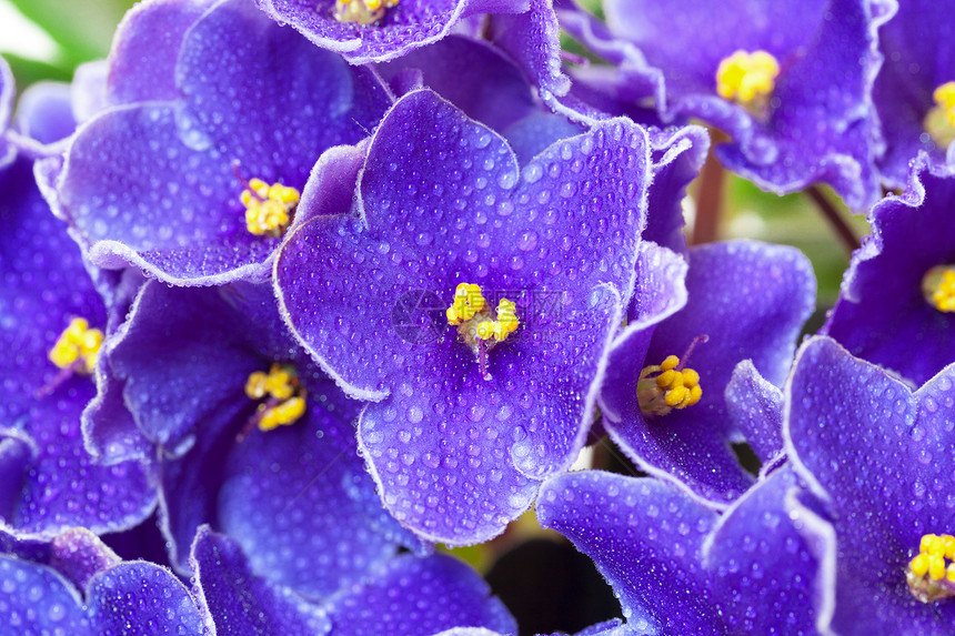 美丽的紫色紫罗兰花雌蕊宏观植物学植物群中提琴蓝色季节植物图片