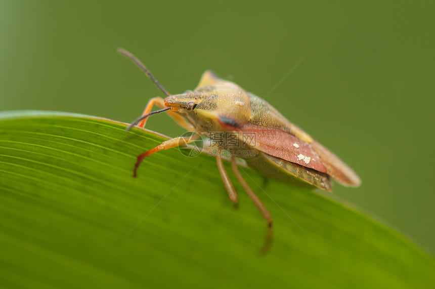 卡波科里斯福斯西皮纳斯褐棘动物学果树甲虫动物天线棕色翅膀昆虫荒野图片