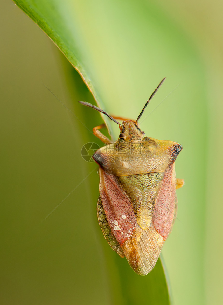 卡波科里斯福斯西皮纳斯漏洞半翅目荒野害虫褐棘野生动物昆虫学眼睛果树昆虫图片