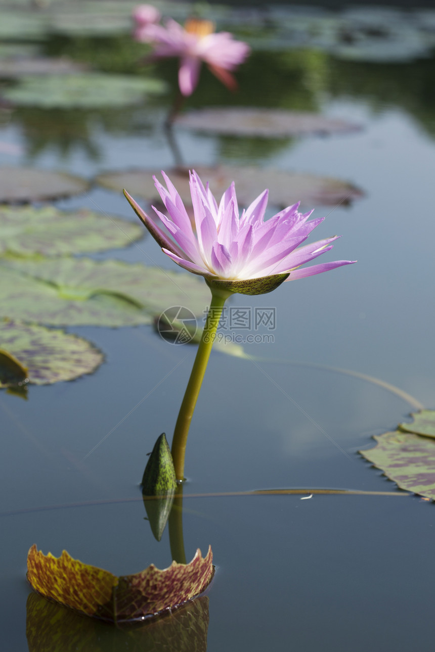 粉莲花花热带绿色叶子风景粉色花园荷花池塘图片