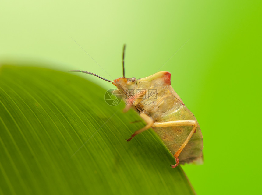 卡波科里斯福斯西皮纳斯动物学昆虫宏观动物群天线漏洞棕色荒野眼睛半翅目图片
