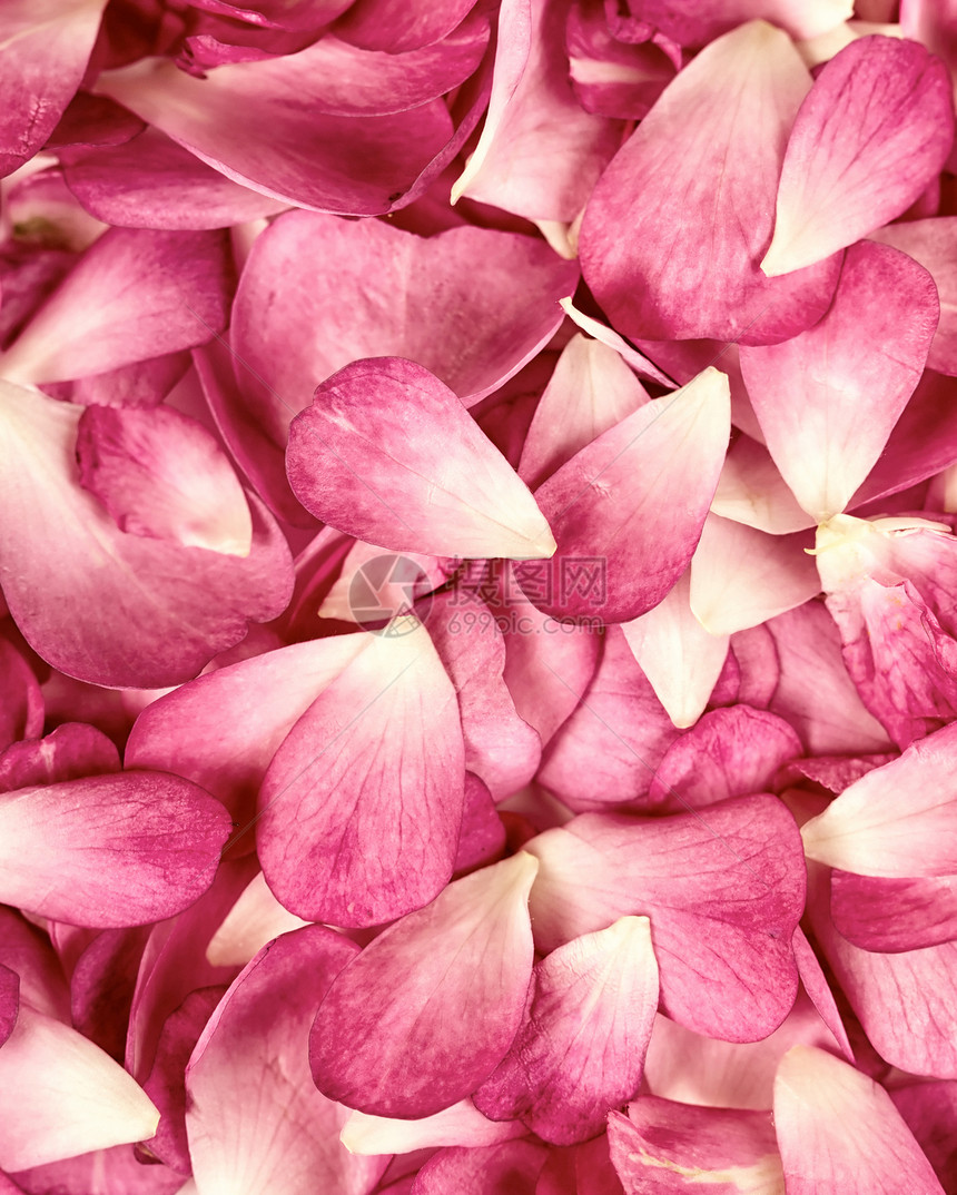 粉红花瓣背景治疗压痛香味婚礼柔软度白色图片