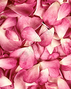 粉红花瓣背景治疗压痛香味婚礼柔软度白色背景图片