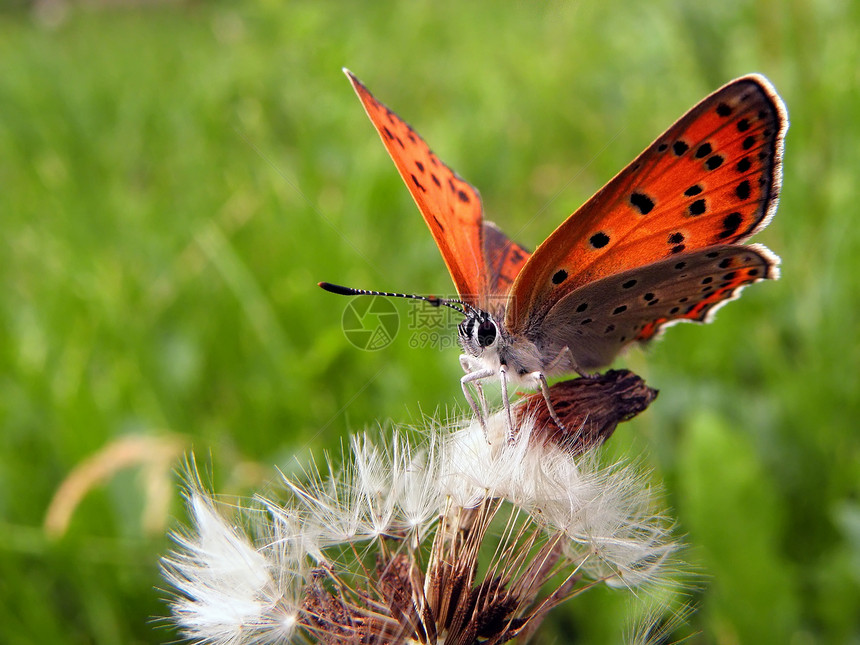 蝴蝶在花朵上昆虫宏观动物花园阳光野生动物花瓣场地环境植物图片