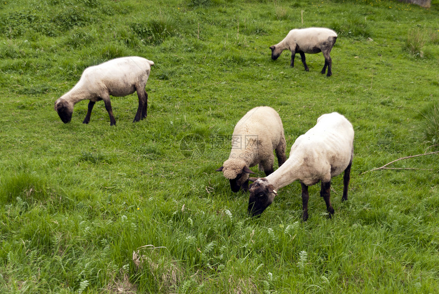 牧羊在草地上绿色羊群牧场足迹绵羊牧歌踪迹动物远足图片