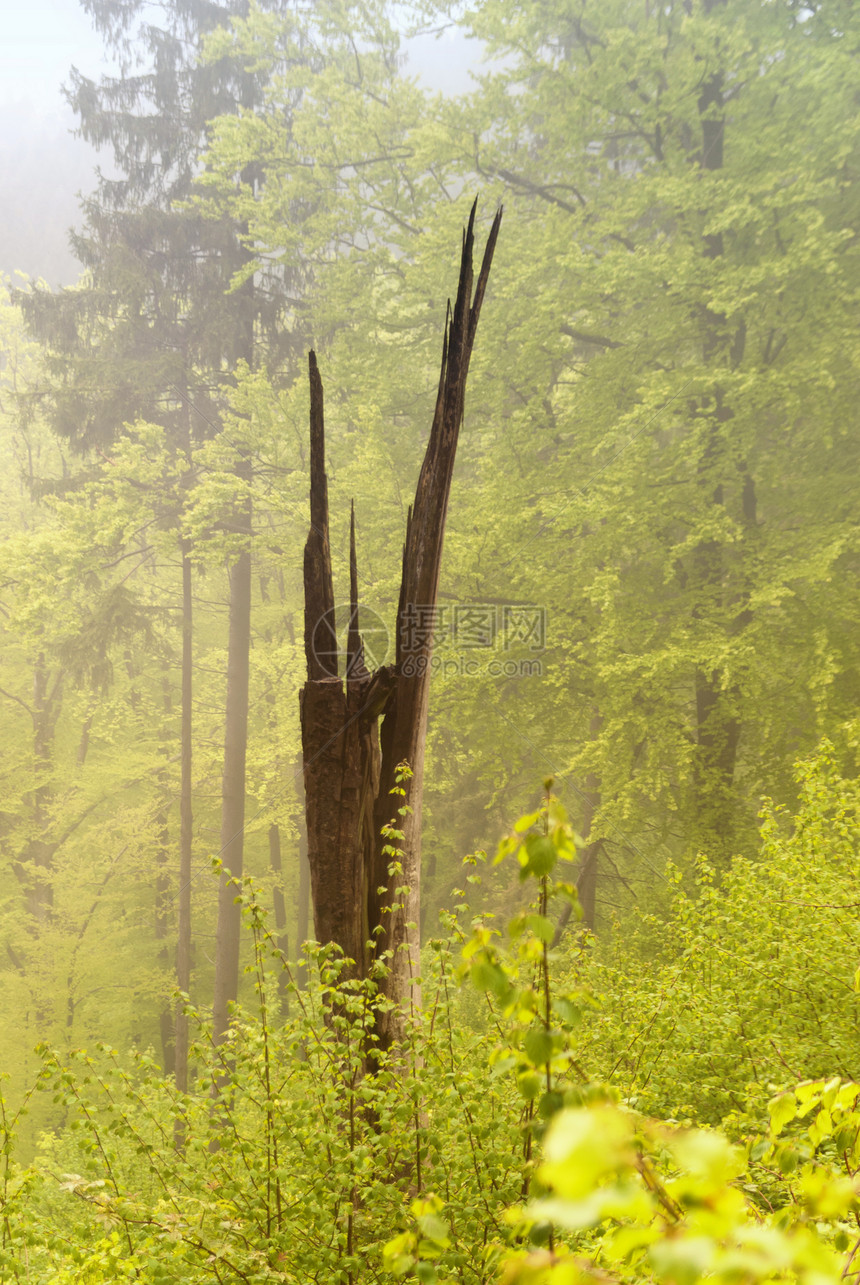 登山旅行小道Eifelsteig上丛林足迹荒野枯木山毛榉树木绿色小路远足树冠图片