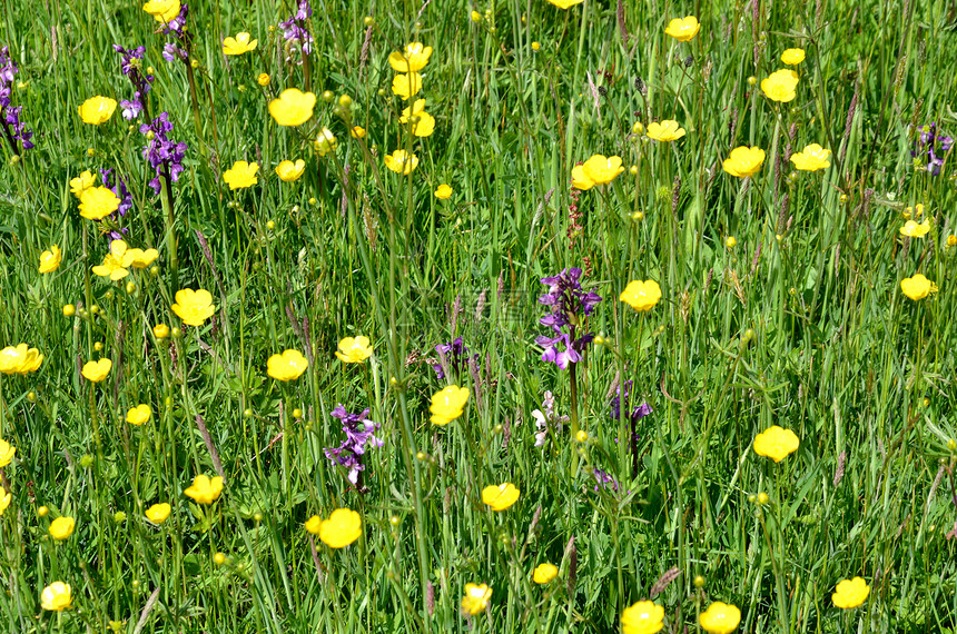 果酱和兰花黄色野生动物绿色毛茛宏观植物孩子紫色团体乡村图片