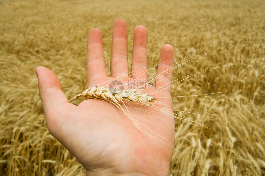 单手种子小麦环境宏观场地手指收获大麦农学家金子图片