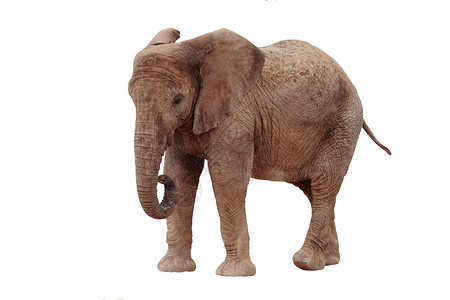 大象与样式与世隔绝的大象哺乳动物树干耳朵野生动物动物园动物皮肤食草厚皮荒野背景