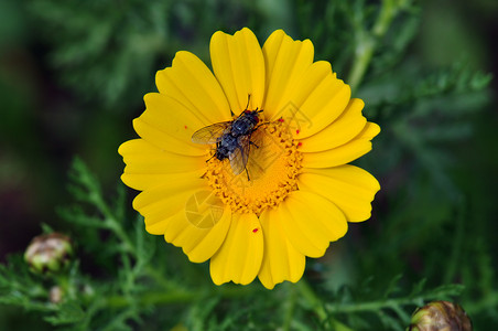 黄花上的苍蝇宏观植物群蜉蝣马蝇昆虫机器人生物翅膀野花花粉背景