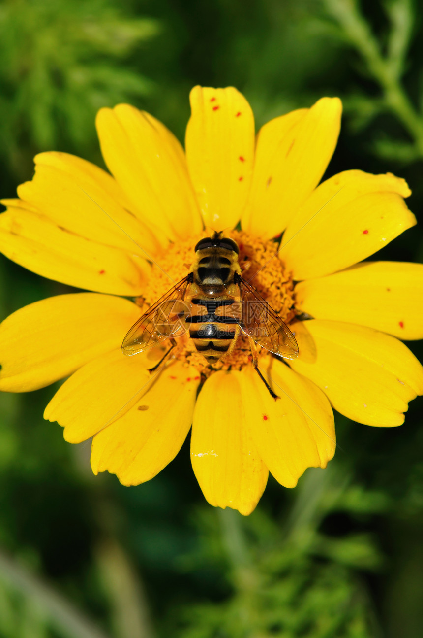 蜜蜂翅膀 有花粉颗粒图片